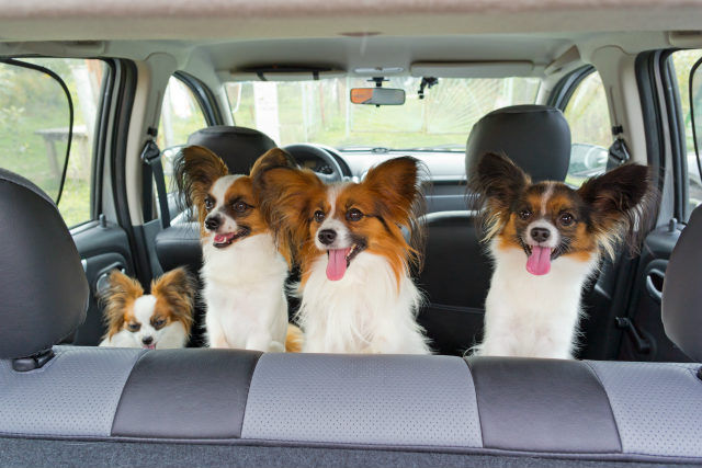 The Best Pet Friendly Cars: A Guide