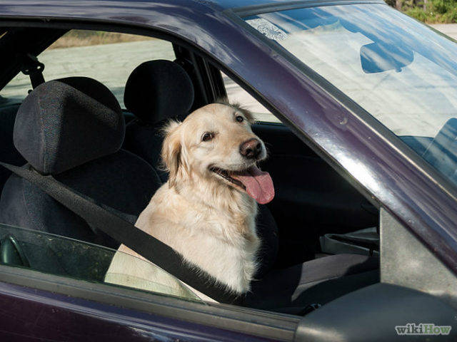 Dog sitting in car with seatbelt