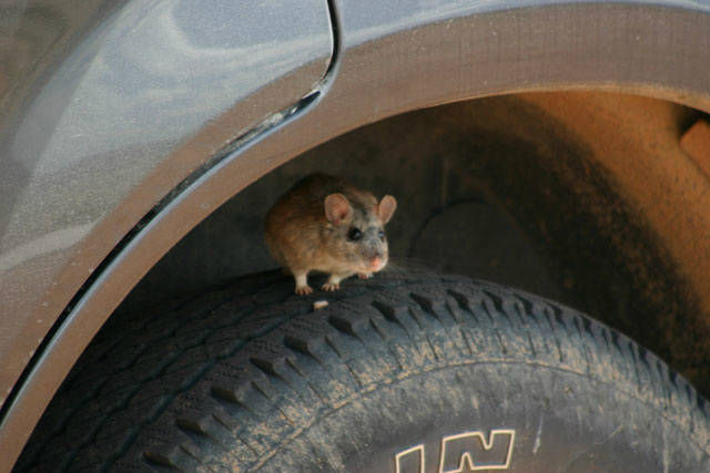 keep mice away from car engine