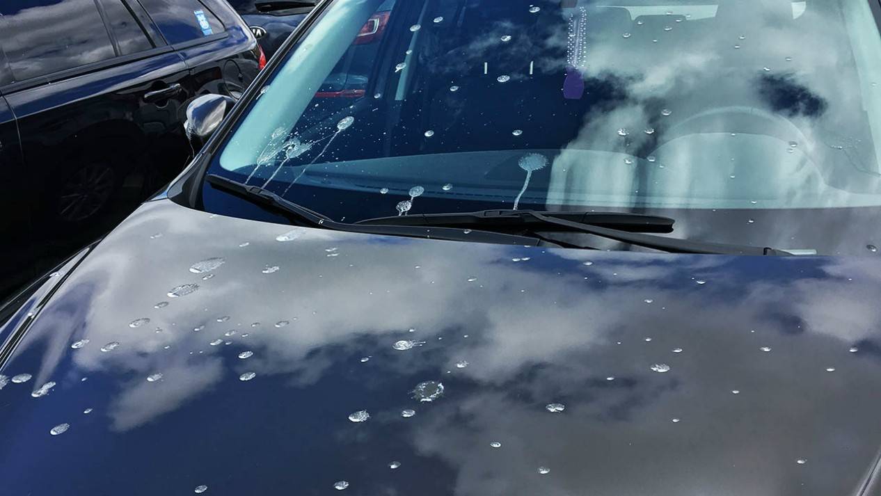 How To Remover Bird Poop From Your Car Like A Pro