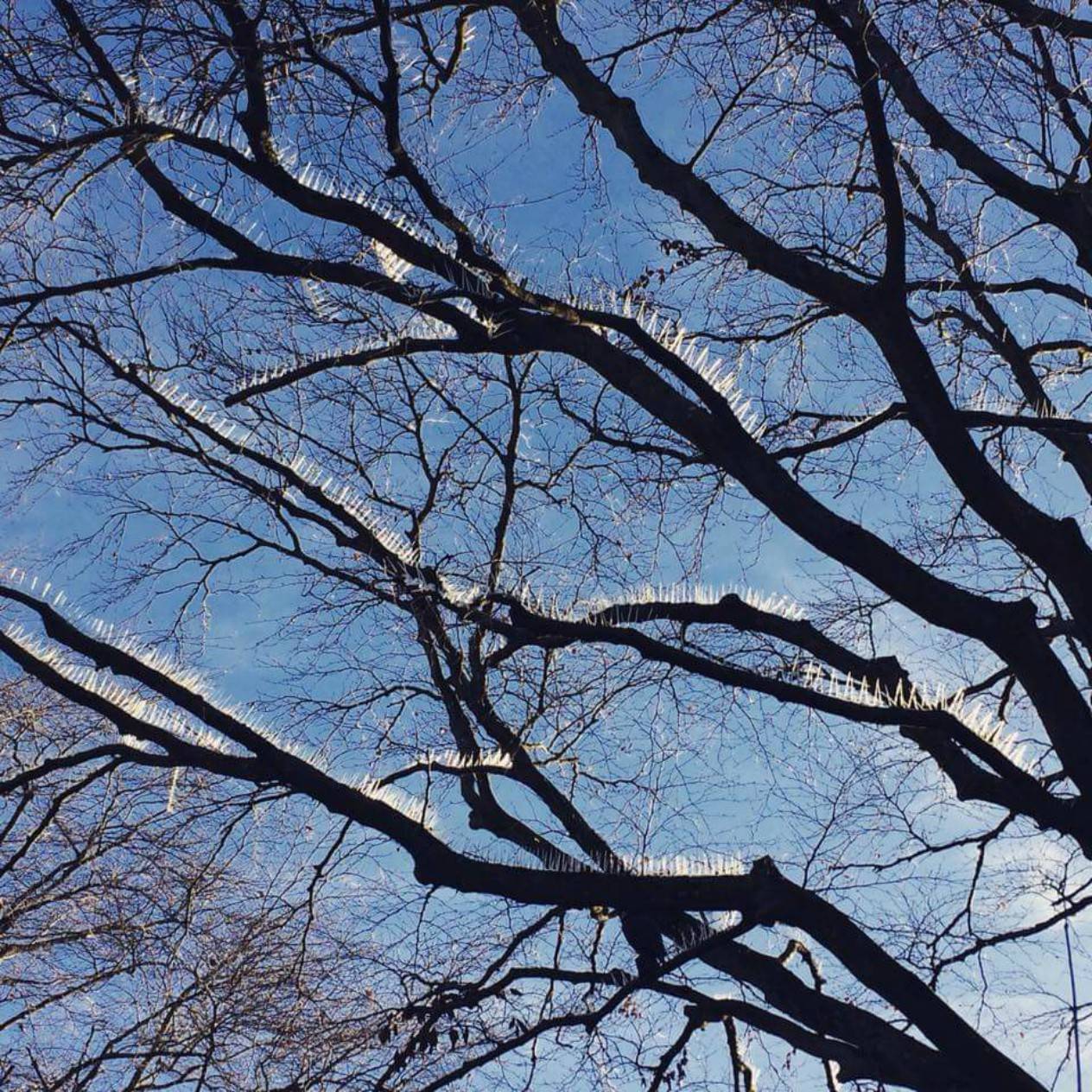 Tree Spikes to Prevent Bird Poop on Cars Creates Public Uproar in the U.K.