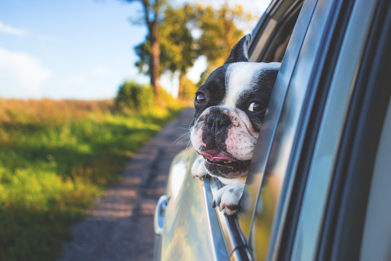 How to Make Your Pets Like Car Rides: Solving Unfamiliarity and Negative Experiences (Part 2) How to Make Your Pets Like Car Rides: Solving Unfamiliarity and Negative Experiences (Part 2)
