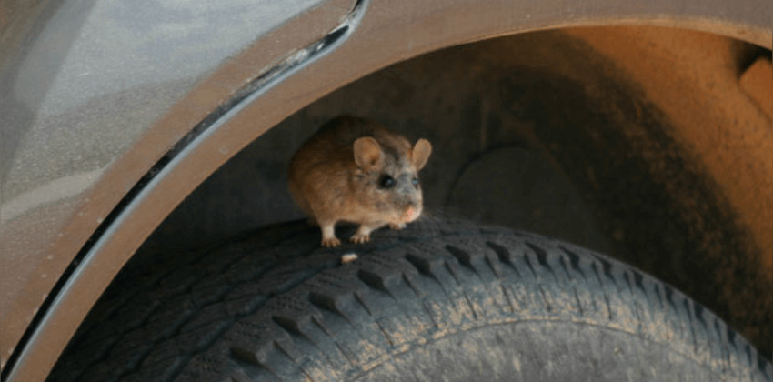 rodent