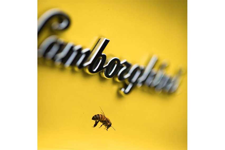 Raging bees: Lamborghini studies bees for environment protection Lamborghini-bee-study