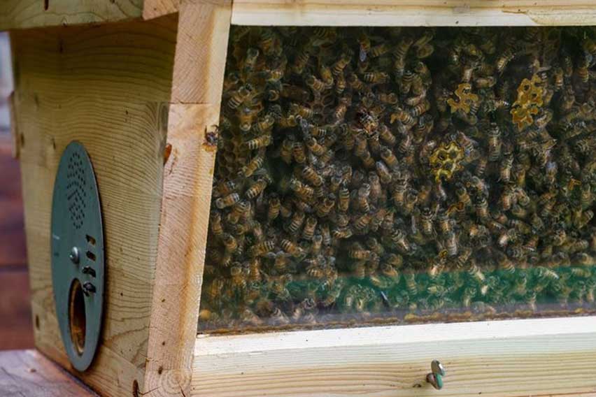 Lamborghini-beehive